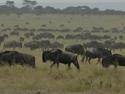 Western_Corridor_(Kirawira)2003-051